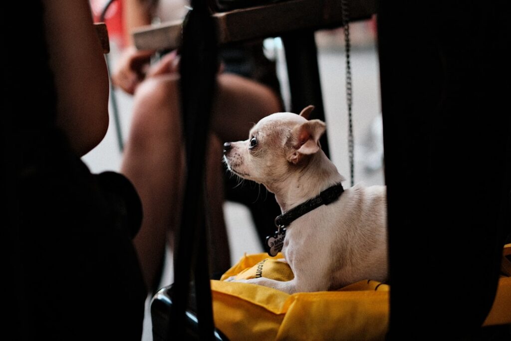 Állatbarát lakás berendezése